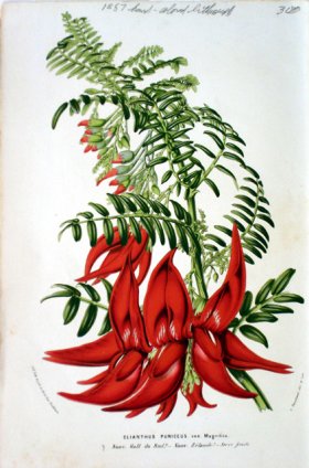 (image for) Botanical