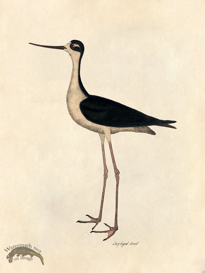 (image for) Long-legged Avocet - Tribute Bd 12