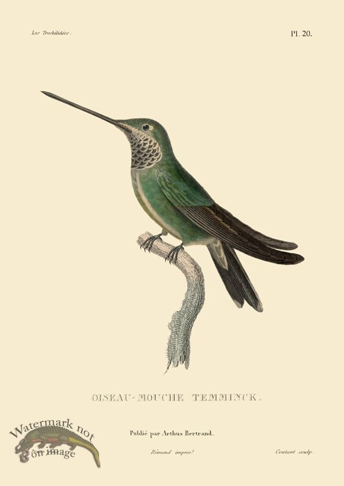 Humming Bird 20