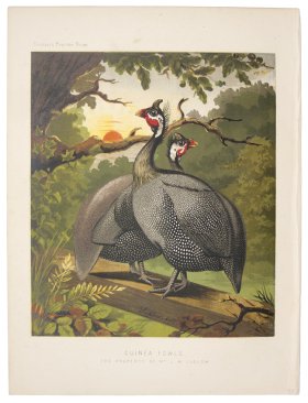 Guinea Fowls