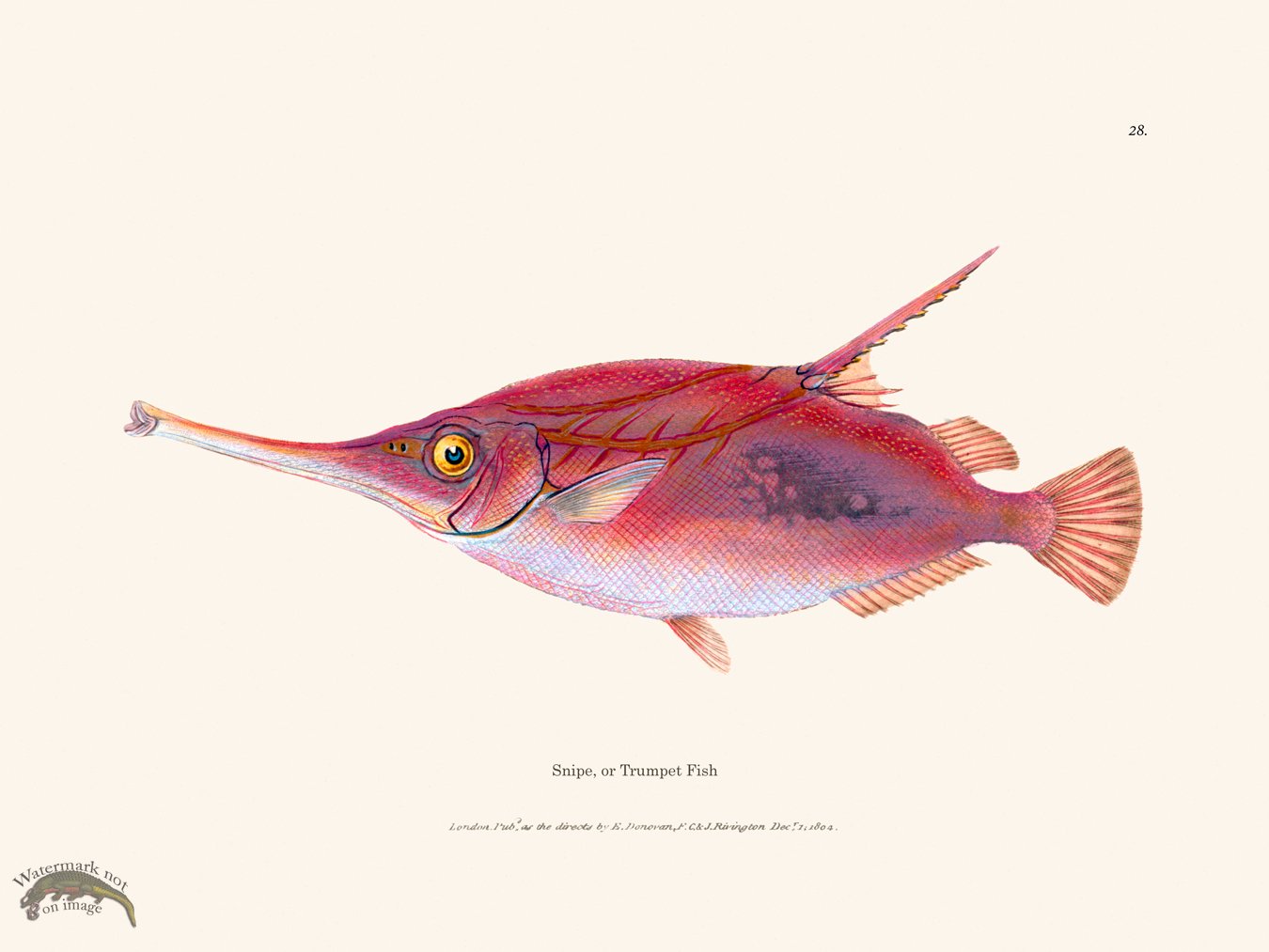 (image for) 028 Snipe, or Trumpet Fish