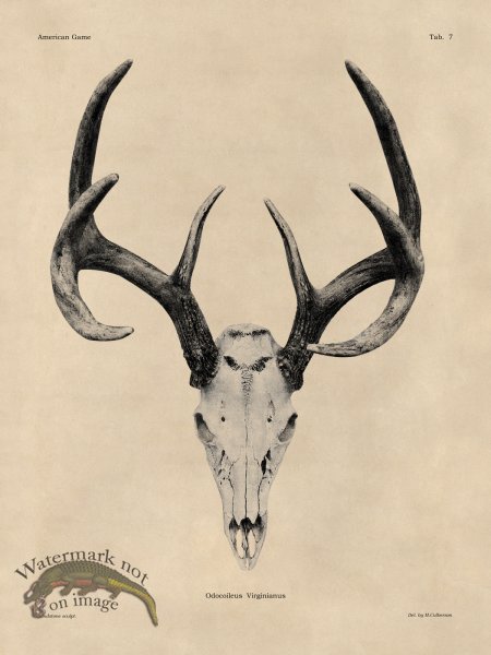 (image for) Tan Bones 07 White Tail