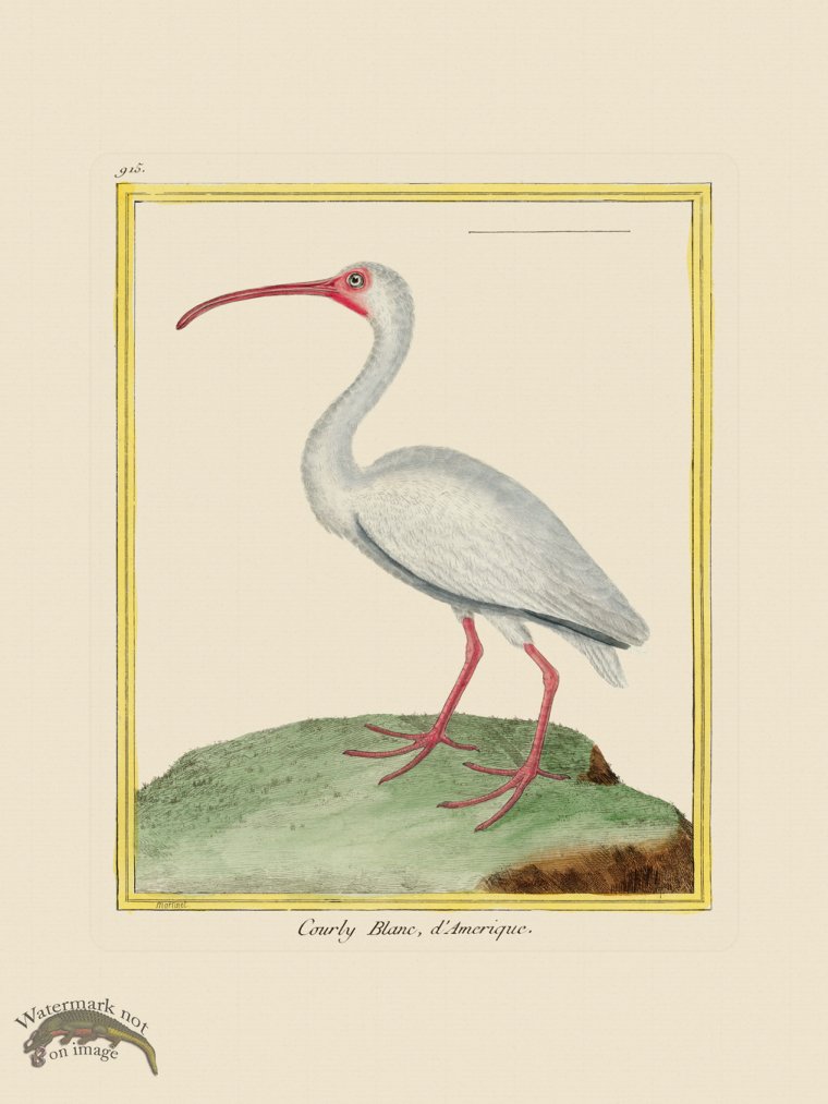 (image for) Martinet Bird 915