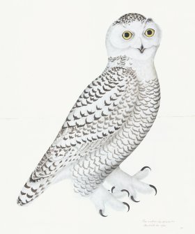 Rudbeck 030 Snowy Owl 20x24