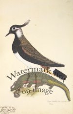 194 Swedish Birds . Tringa Vanellus. Male Lapwing or Plover