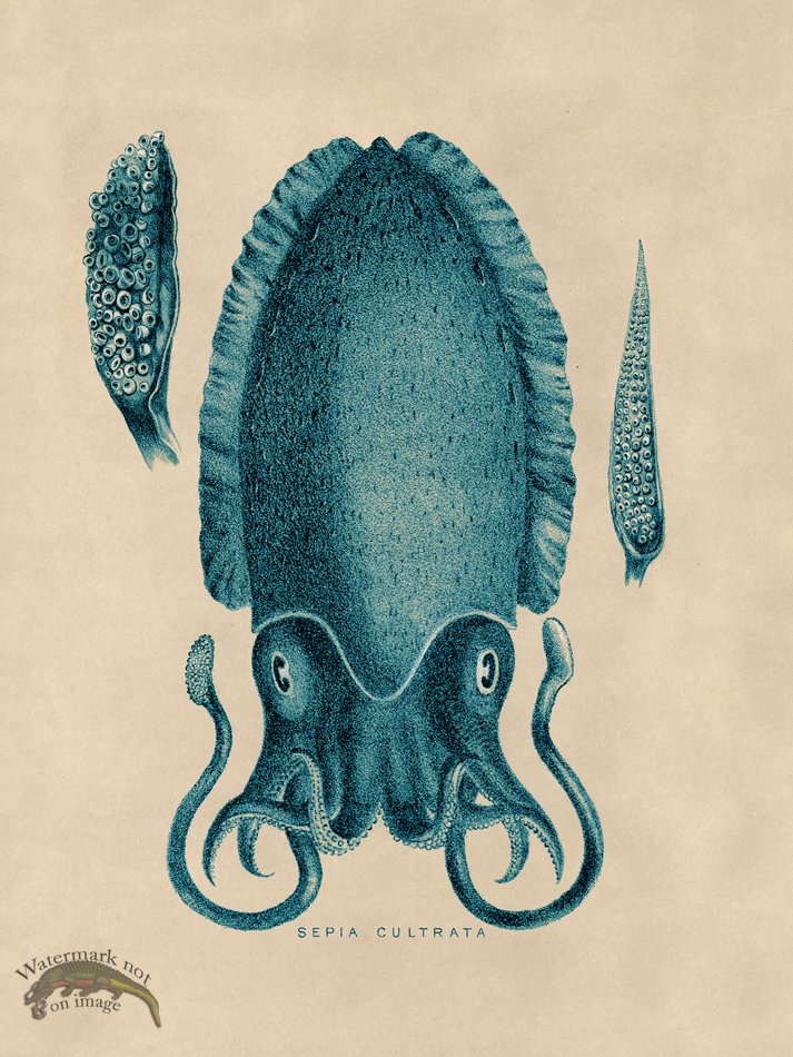 (image for) Octopus Teal 11