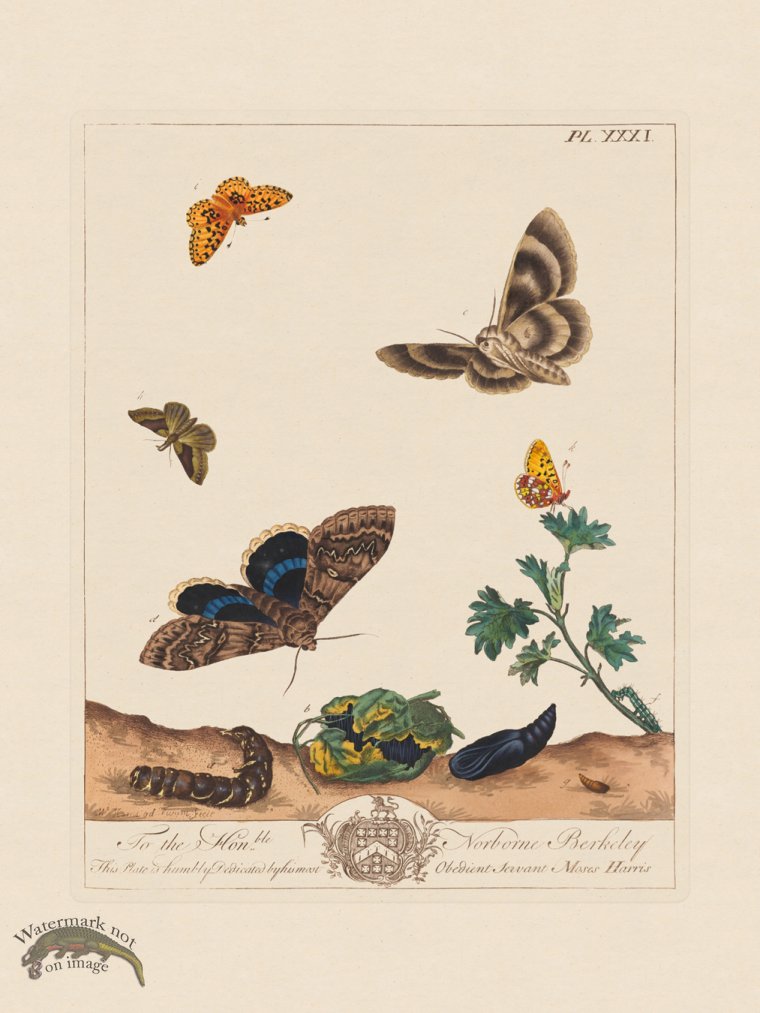 (image for) Moses Harris Insects 31