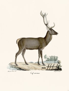 Cuvier 013 Stag