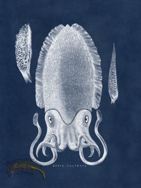 (image for) Octopus Blue 11