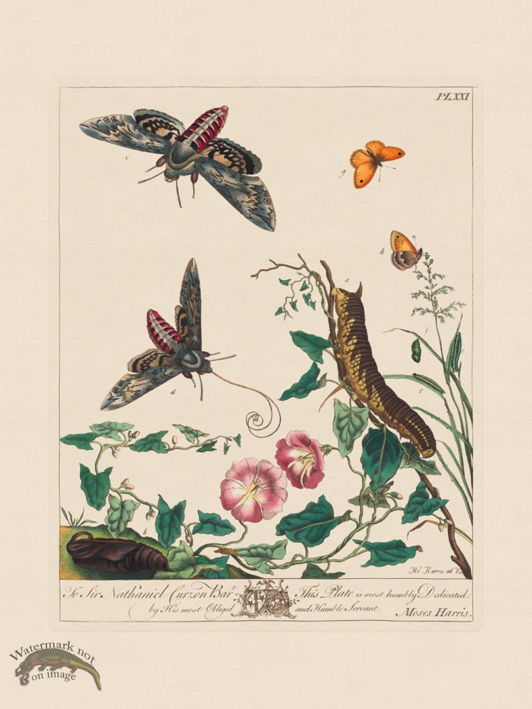 (image for) Moses Harris Insects 21