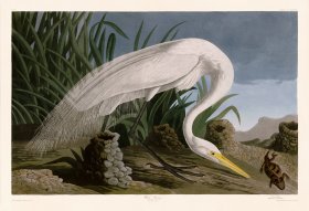 386 White Heron