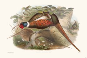 Gould Game Bird 006