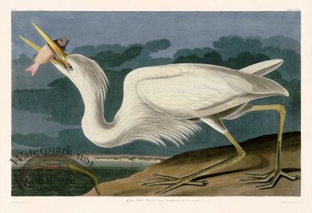 (image for) 281 Great White Heron