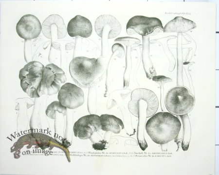 (image for) Mushroom Atlas 55