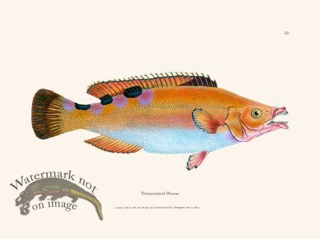 (image for) 023 Trimaculated Wrasse