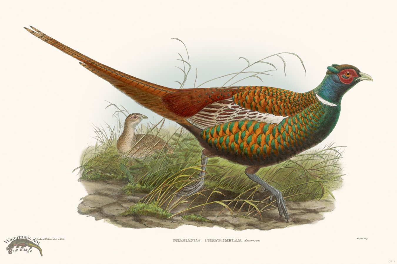 (image for) Gould Game Bird 003