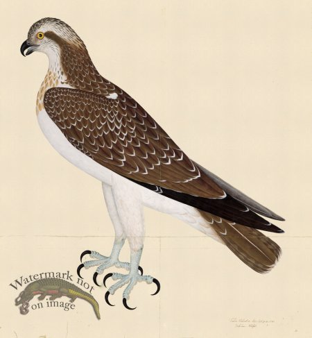 (image for) OSPREY . PL 26