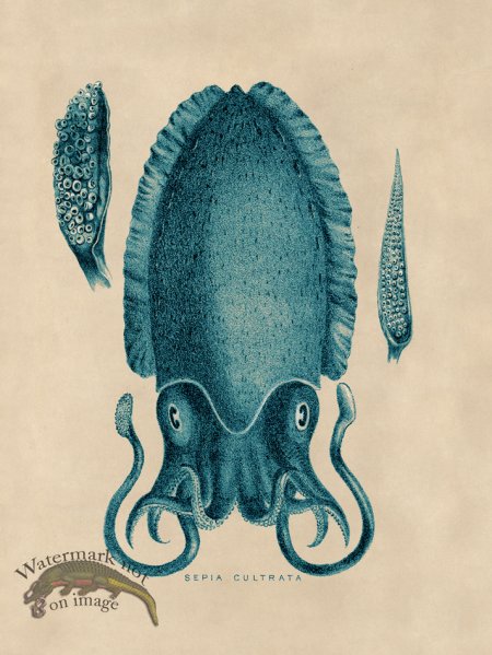 (image for) Octopus Teal 11