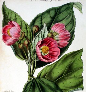 (image for) Botanical