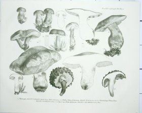 (image for) Mushroom Atlas 54