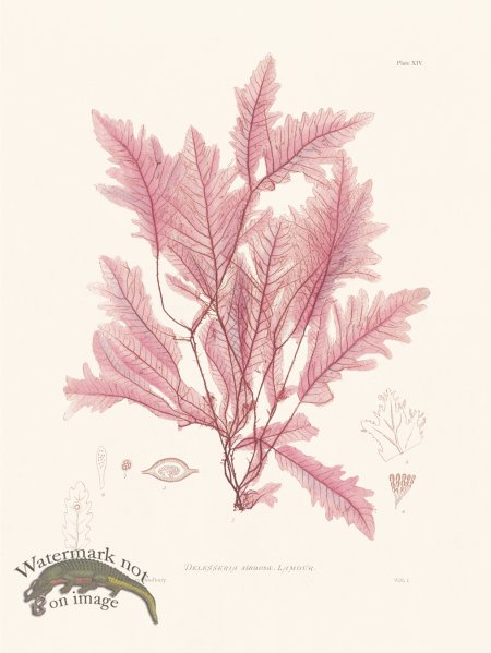 (image for) Bradbury Seaweed 014