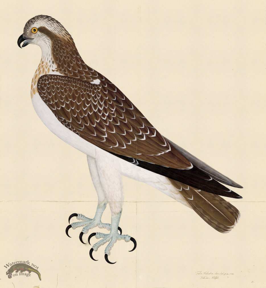 (image for) OSPREY . PL 26