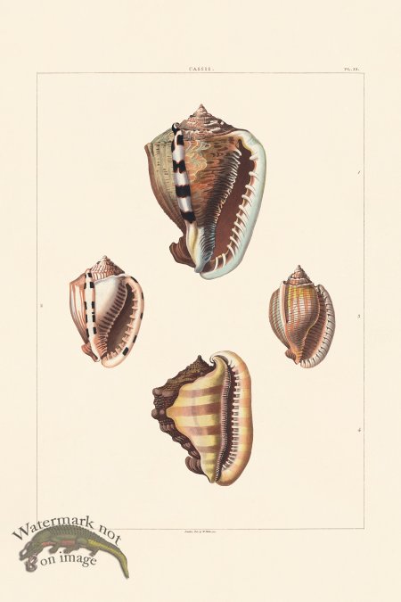 (image for) Perry Shell 33