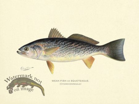 (image for) Weak Fish or Squeteague