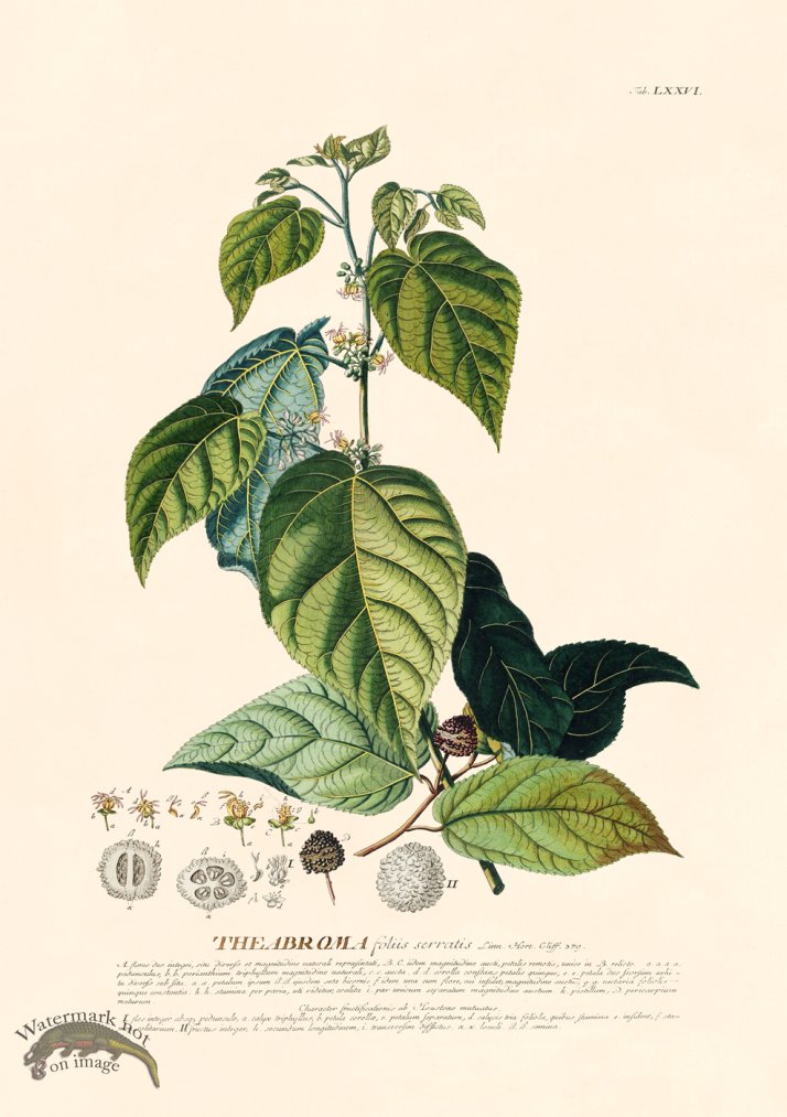 (image for) Trew Botanical 76