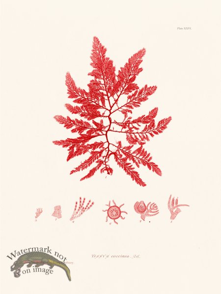 (image for) Bradbury Seaweed 026