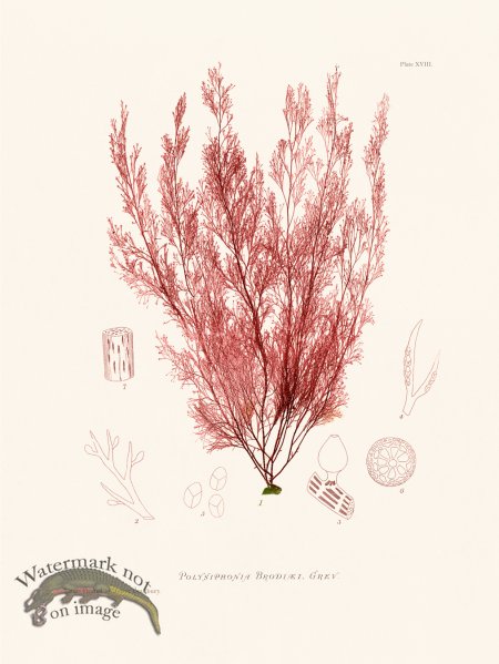 (image for) Bradbury Seaweed 018