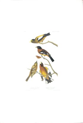 (image for) Evening Grosbeak