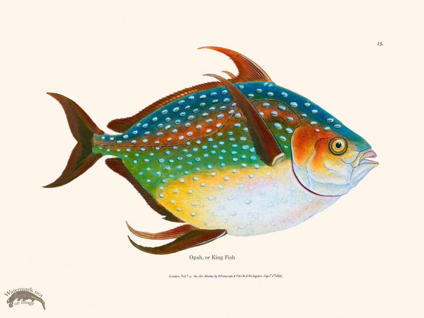 (image for) 015 Opah, or King Fish