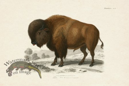 (image for) FNH 18 Buffalo Bison