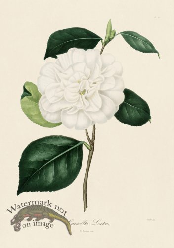 A generic image