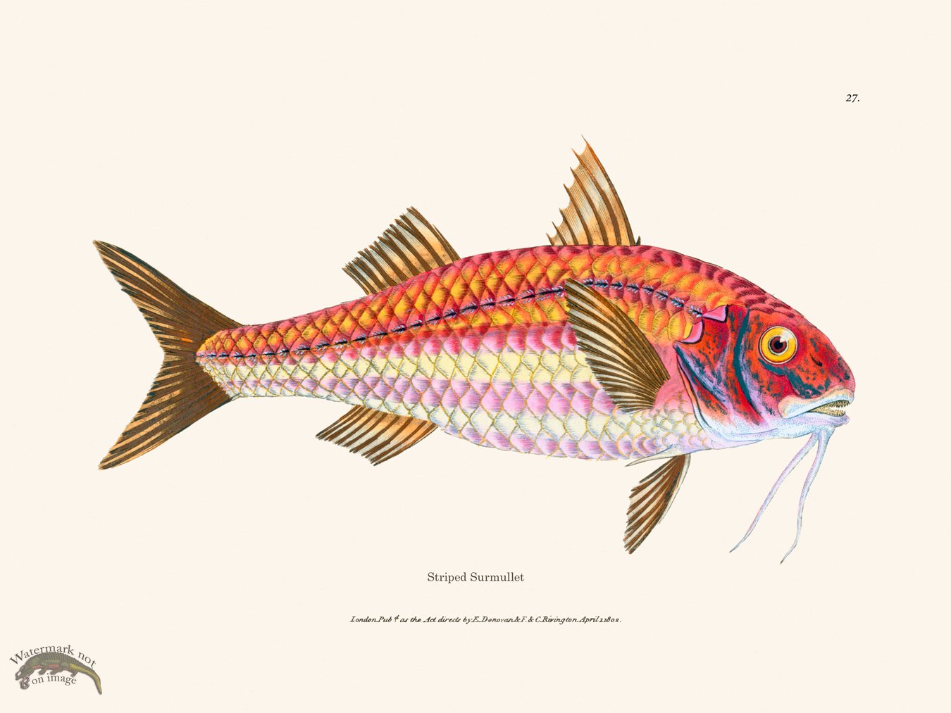 (image for) 027 Striped Surmullet