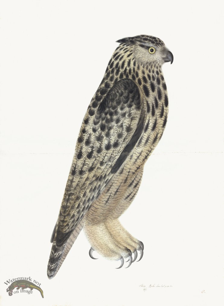 (image for) Rudbeck 008 Eagle Owl 22x30