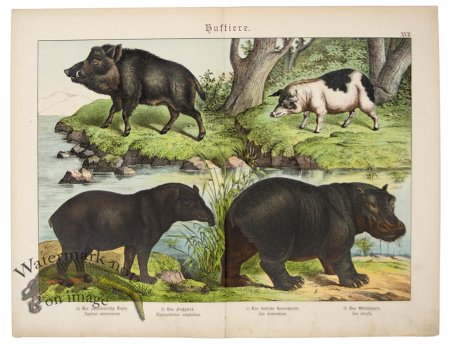 (image for) Hippopotamus Boar