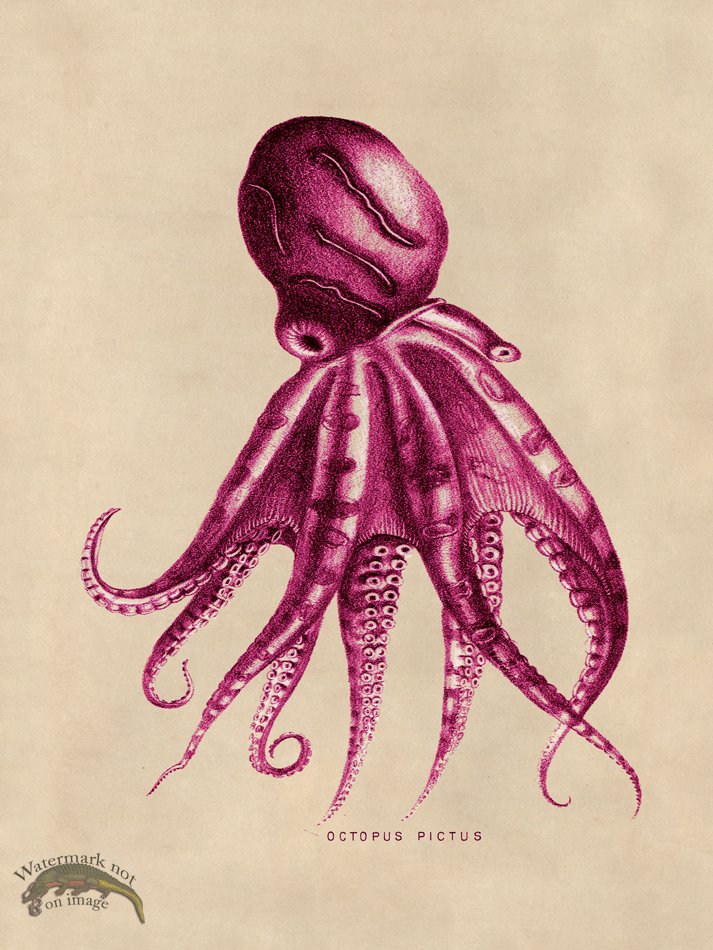 (image for) Octopus Pink 10