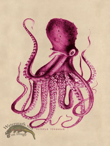 (image for) Octopus Pink 09