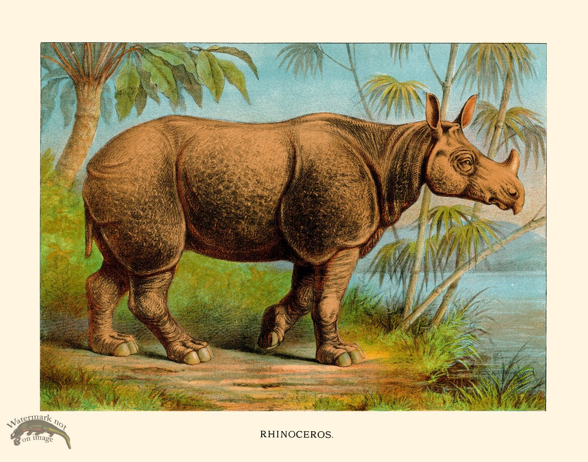 CP 17 Rhinoceros