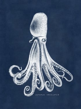 Octopus Blue 14