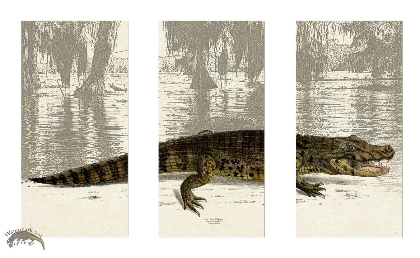 (image for) American Alligator Triptych unframed