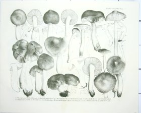 (image for) Mushroom Atlas 55