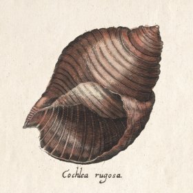 Merian Shell 10