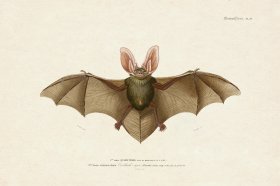 (image for) FNH 24 Brown Long Earred Bat