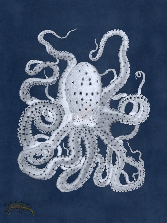 (image for) Octopus Blue 26