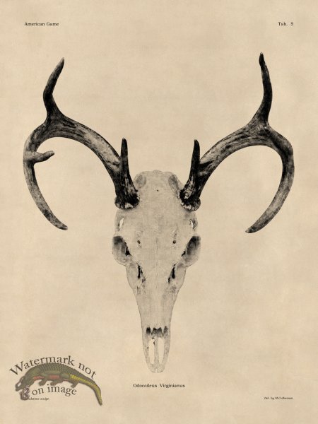 (image for) Tan Bones 05 White Tail