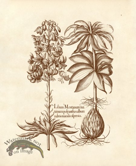 (image for) Besler 09 Lilium Montanum Ma