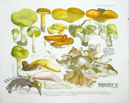 (image for) Mushroom Atlas 16